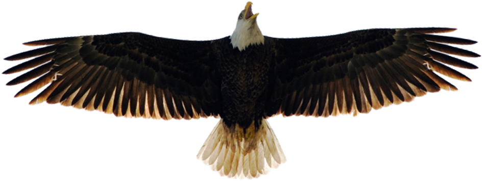 Doerner Saunders Daniel & Anderson - American Eagle No Background (972x368), Png Download