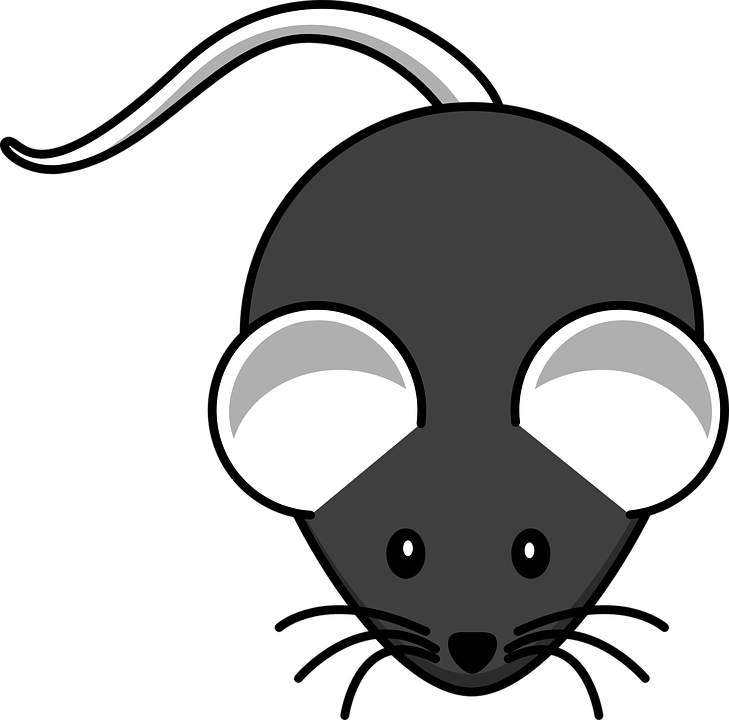 Mouse Grey Rodent Free Vector Graphic On Pixabay - Black Mouse Clip Art (729x720), Png Download