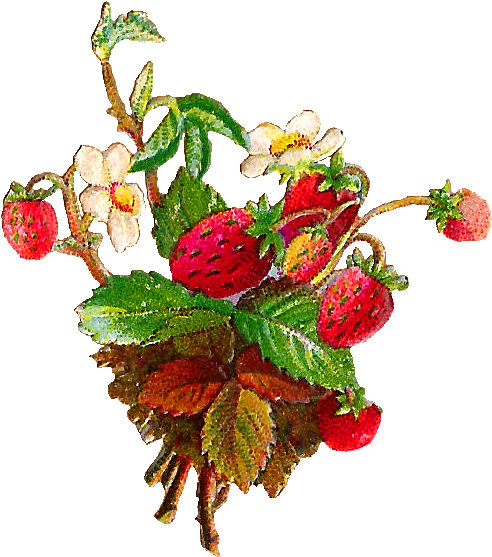 Antique Images Free Fruit Clip Art And - Flowers And Fruits Clip Art (629x679), Png Download