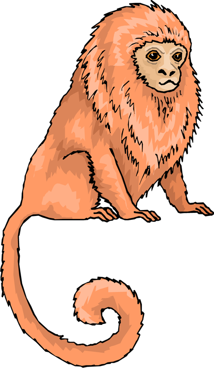 Monkey Clipart - Golden Lion Tamarin Clipart (436x750), Png Download