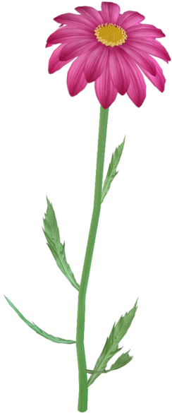 Flower Clipart Png, Purple Daisy, Pink Flowers, Pretty - Steam Flower Png (249x600), Png Download