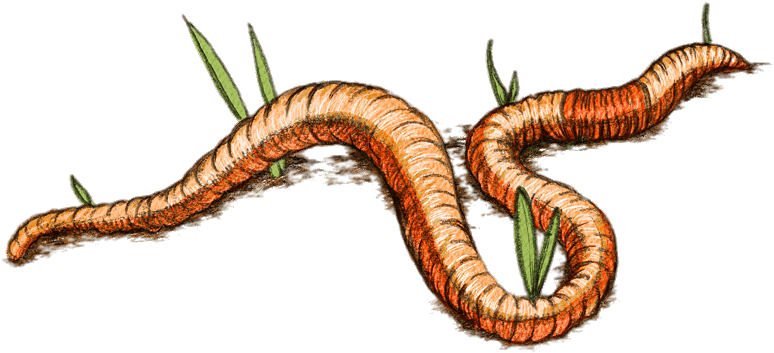 Download - Imagen Dibujo De Lombriz (812x357), Png Download