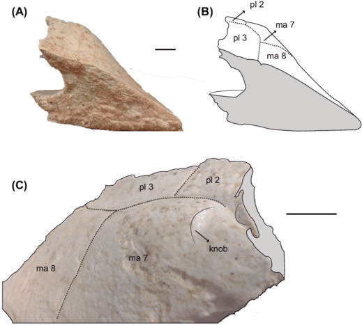Photographs And Outline Drawing Of Right Peripheral - Rock (850x467), Png Download