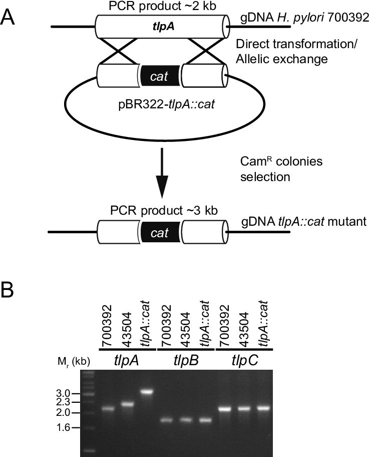 Construction Of The Tlpa - Diagram (739x911), Png Download