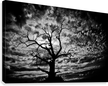 Spooky Tree Canvas Print - Canvas Print (429x344), Png Download