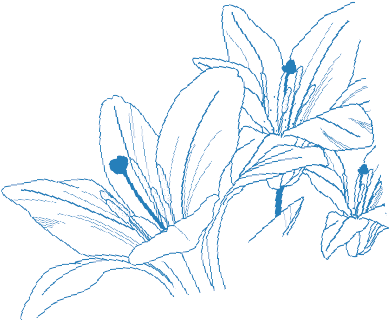 Advanced Aesthetic Technologies For Superior Face And - Lily Family (416x336), Png Download