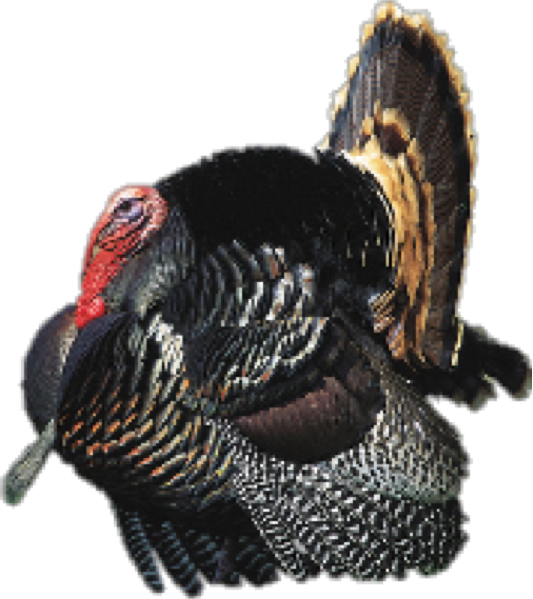Cooked Turkey Png - Atari Bird Hunter 2003 (1042x1170), Png Download