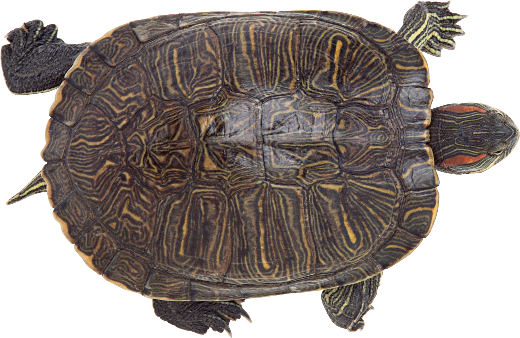 Turtle (2132x1388), Png Download