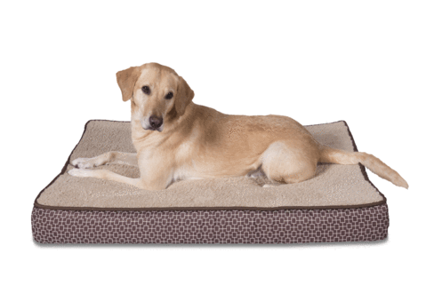 Nest Bedding Luxury Orthopedic Basic Pet Bed Coupon - Sleepi Double Ortho Premium Bed Sand Dollar - 27013 (479x321), Png Download