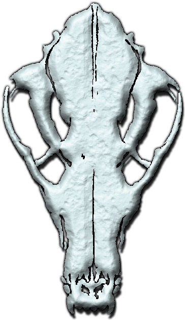 File - Skullwtf - Werewolf The Forsaken Skull (387x670), Png Download