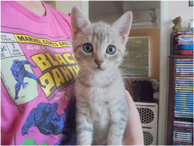 Photo Of Captain Hook - Domestic Short-haired Cat (638x638), Png Download