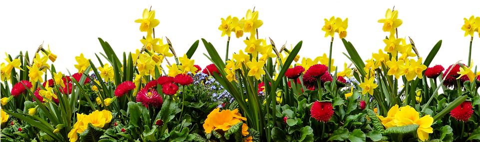 Flower, Nature, Plant, Garden, Spring, Isolated - Nature Birds And Flowers (960x548), Png Download