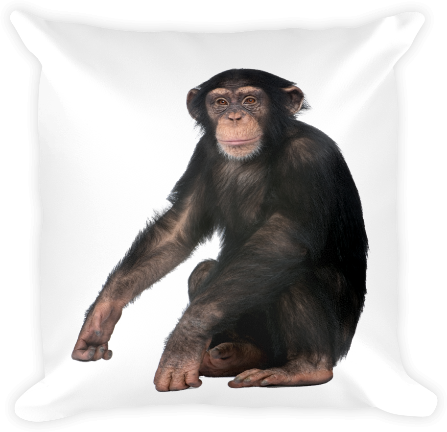 Chimpanzee Print Square Pillow - Chimpanzee White Background (1000x1000), Png Download