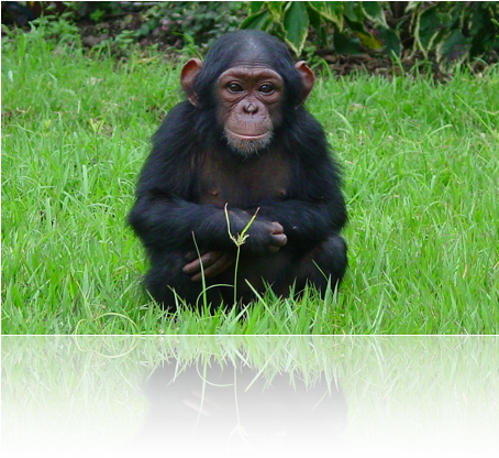 Ape Monkey (453x424), Png Download