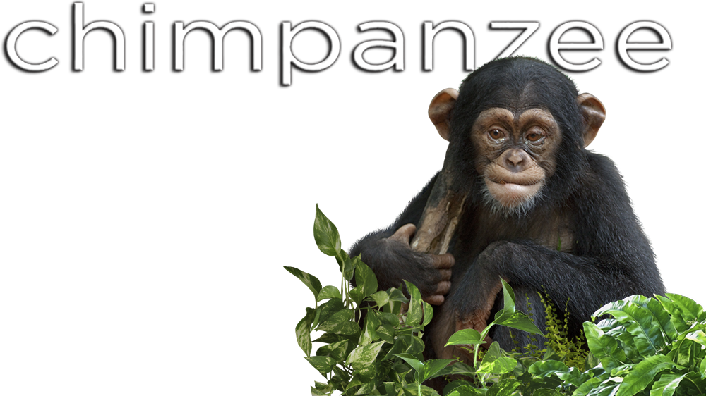 Chimpanzee (1000x562), Png Download