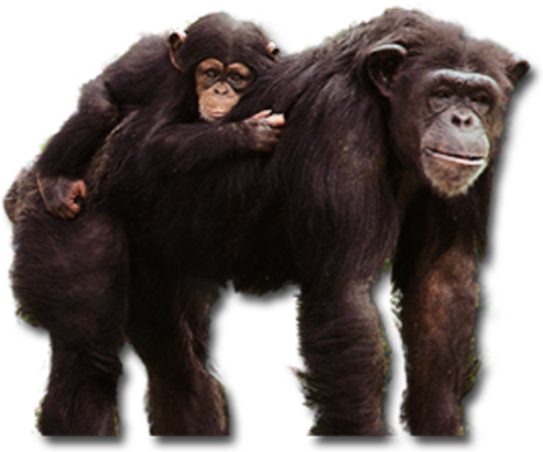 Chimpanzees Live In Fission-fusion Social Communities - Chimpanzees (500x411), Png Download