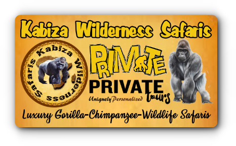 Chimpanzee Trekking And Habituation Experience Safaris - Gorilla (466x288), Png Download