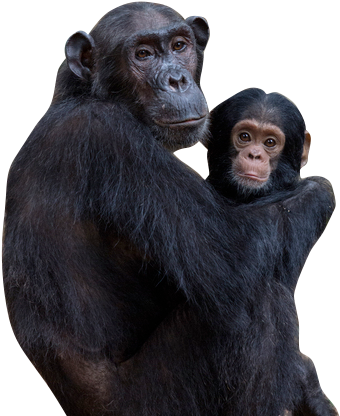 Be A Social Primate - Common Chimpanzee (362x427), Png Download