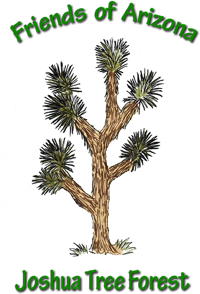 The Joshua Tree Research Projects That Are Ongoing - Sabal Palmetto (612x792), Png Download