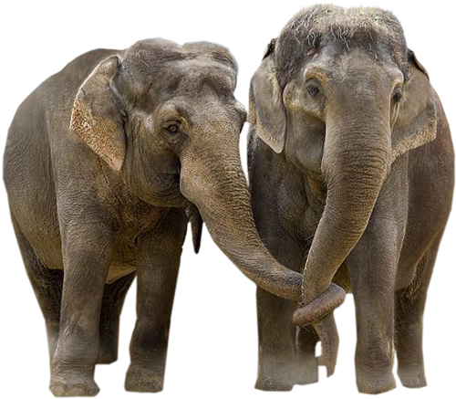 Share This Image - Elephants Png (600x452), Png Download