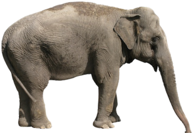 Asian Elephant White Background (400x315), Png Download