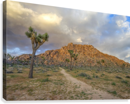 Joshua Tree Sunset Canvas Print - Painting (429x344), Png Download