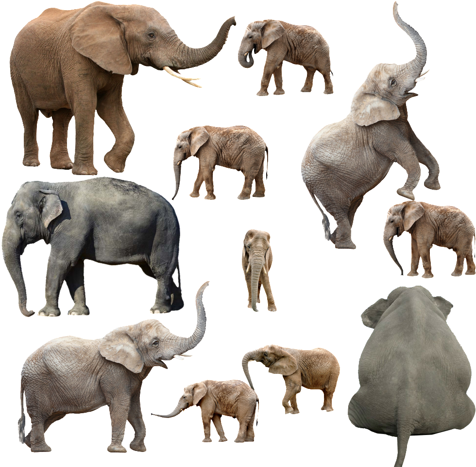 Various Poses Of Elephant Transparent Png Images - Keyring Elephant White Background Large 78677 (1024x992), Png Download