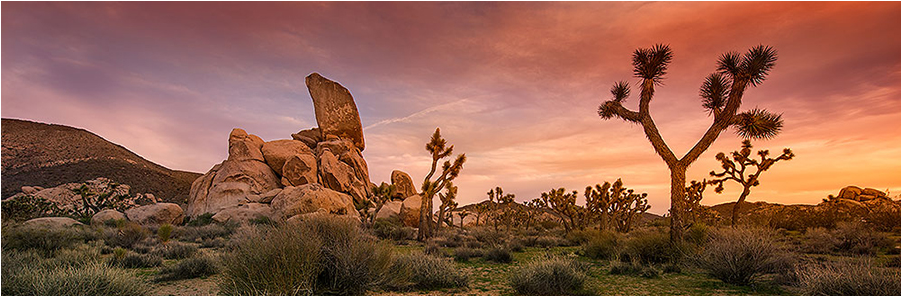 Joshua Tree Print - Sahara (1116x509), Png Download