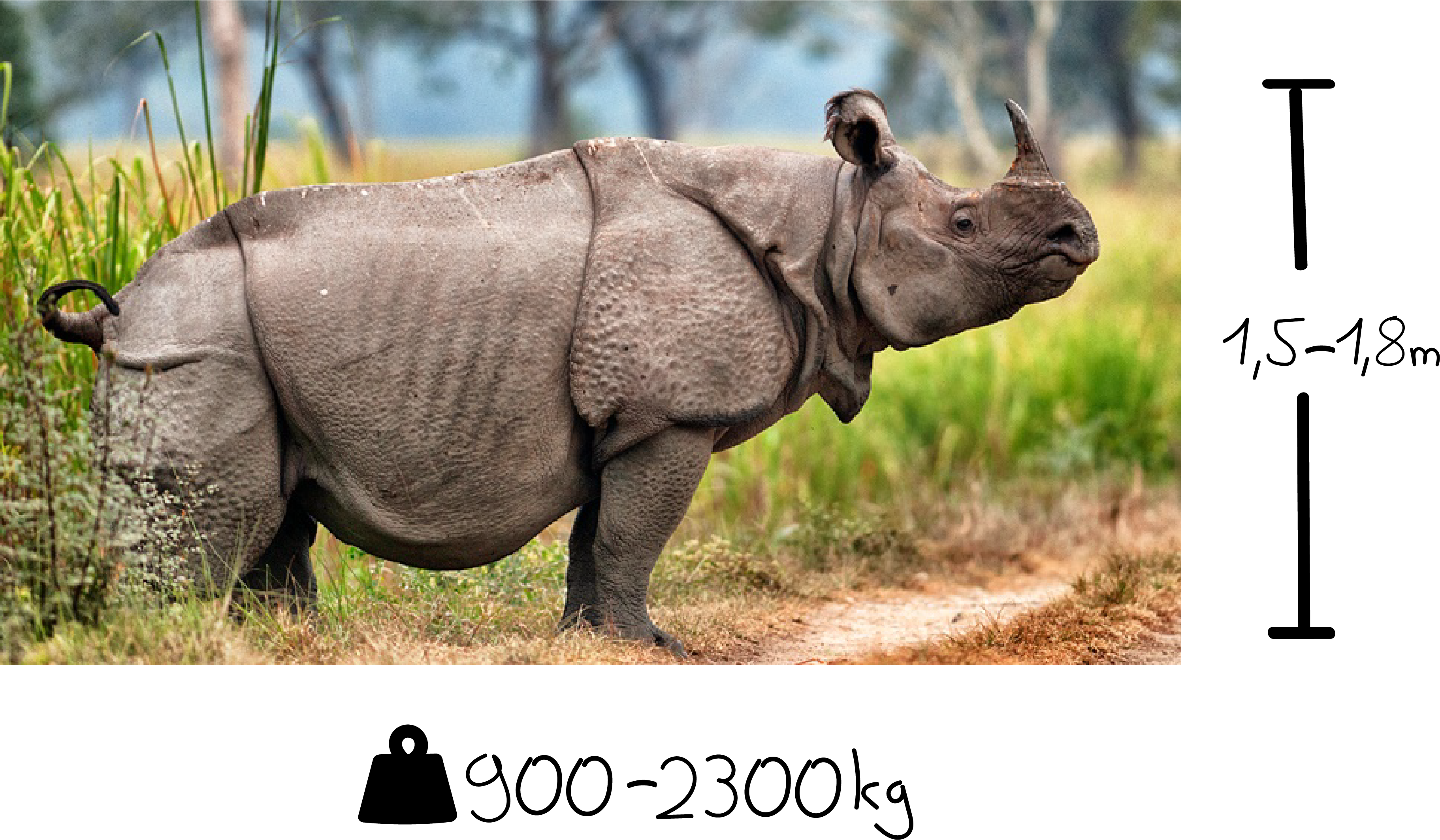 Some Fun Facts About Rhinos - Javan Rhinos (3645x2127), Png Download