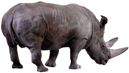 Black Rhinoceros (640x480), Png Download