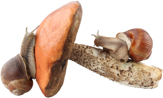 Snails And Mushrooms - Champignons En Png (600x400), Png Download