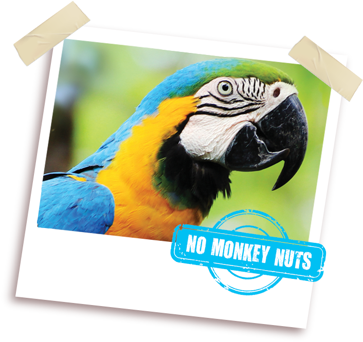 Fruit And Nut Feast Nut (755x665), Png Download