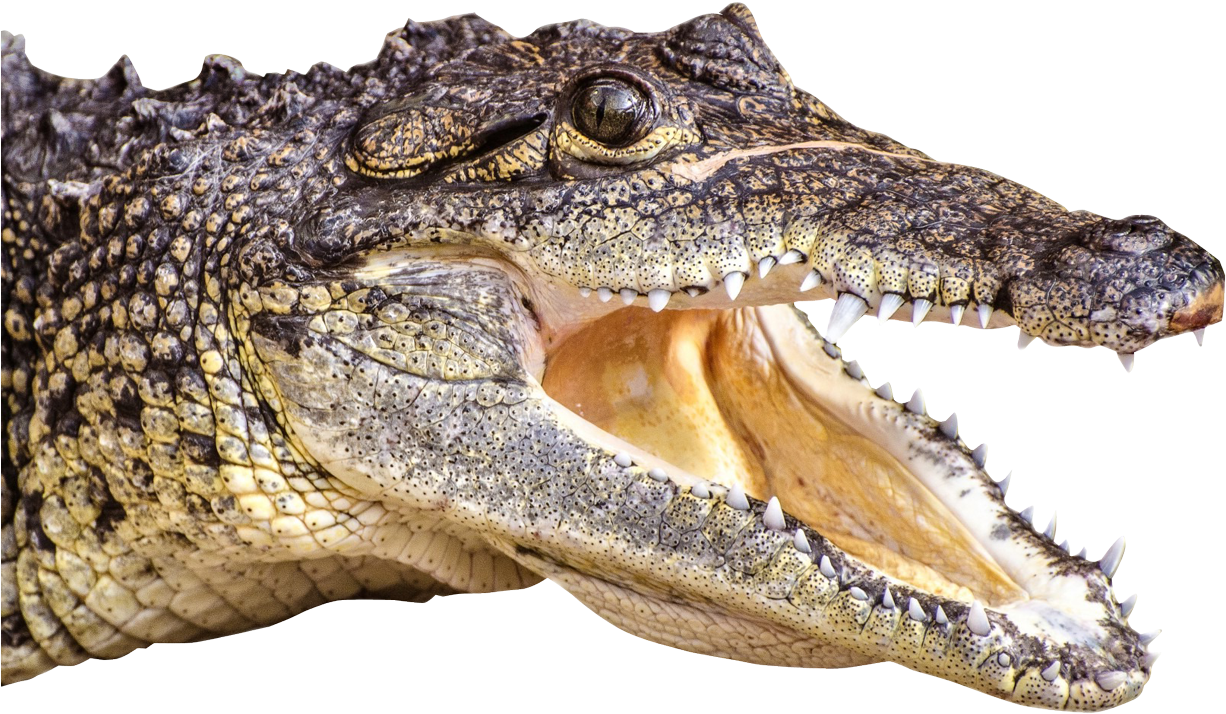 Crocodile Head Png Image - Png Crocodile (1347x966), Png Download
