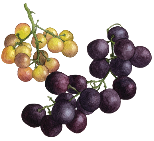 Bronx Ribier - The Bronx (560x492), Png Download