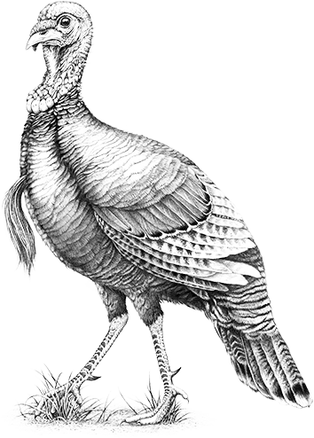 Remember Me - Wild Turkey 101 Logo (354x494), Png Download