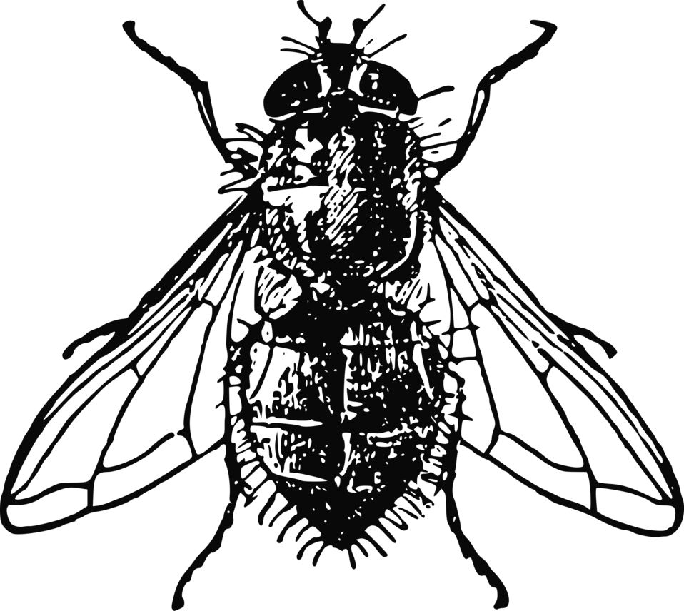 Bugs Clipart House Fly - Fly Black And White (958x856), Png Download