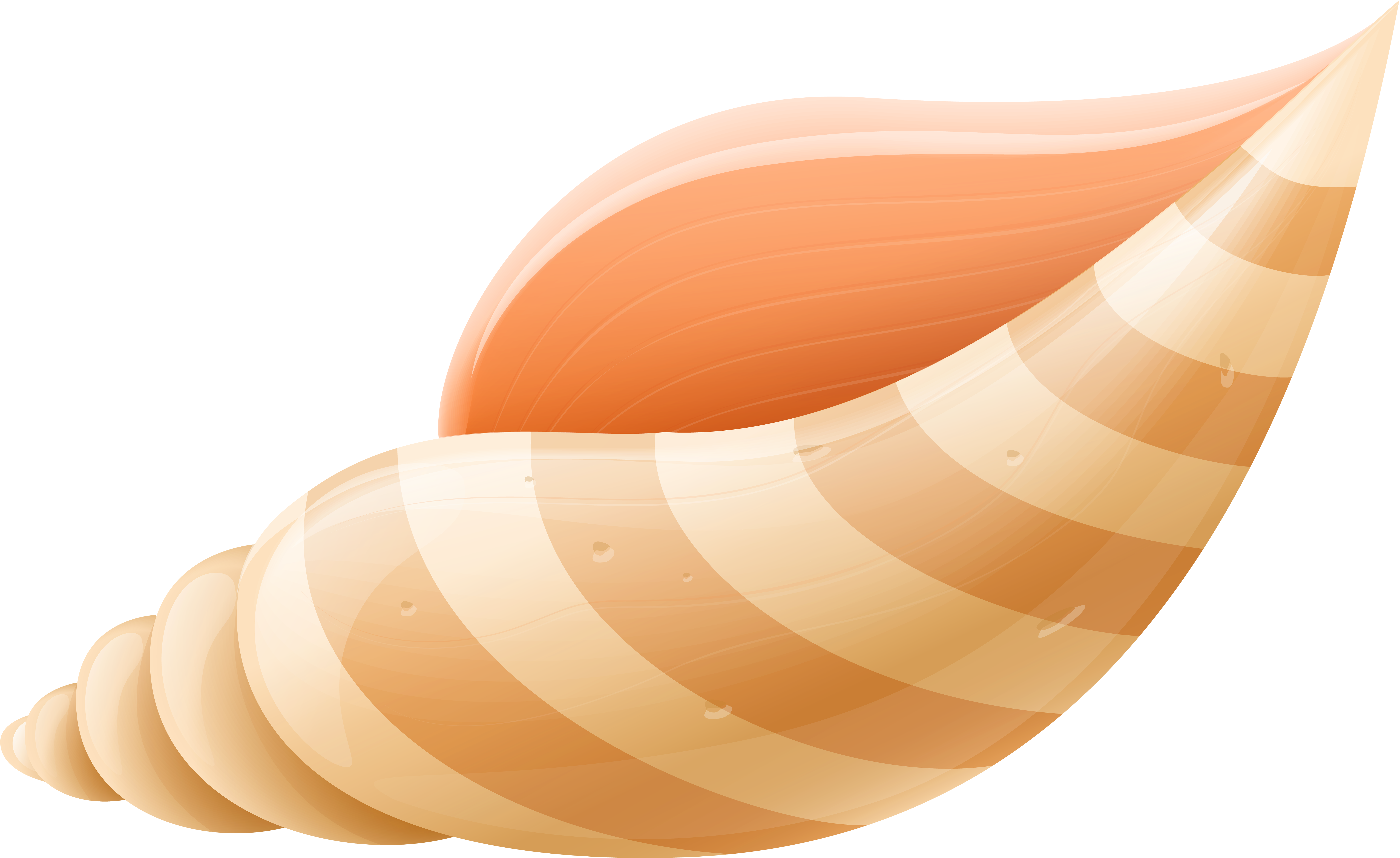 Sea Shell Png Clip Art Image - Sea Shell Clipart Png (600x368), Png Download