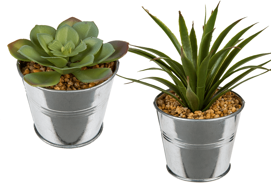 Succulent In Metal Pot (945x709), Png Download