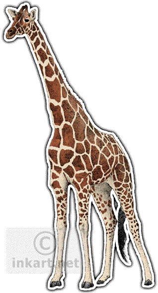 Reticulated Giraffe Art Decal - Reticulated Giraffe Rectangle Sticker (318x590), Png Download