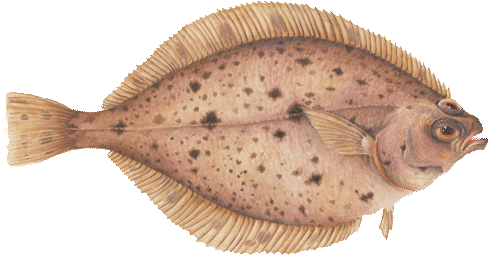 Monterey Bay Aquarium (501x271), Png Download