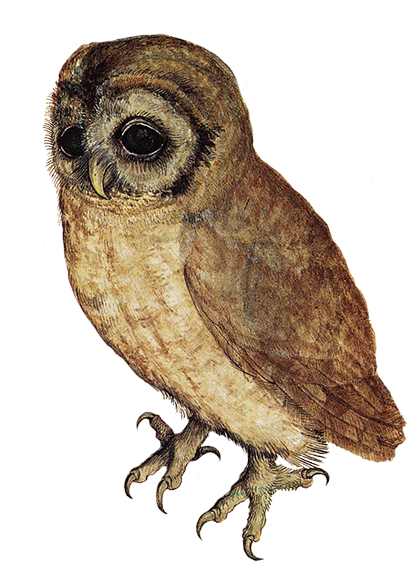 Brown Hawk Owl Clipart Transparent Background - Albrecht Durer Screech Owl (428x578), Png Download
