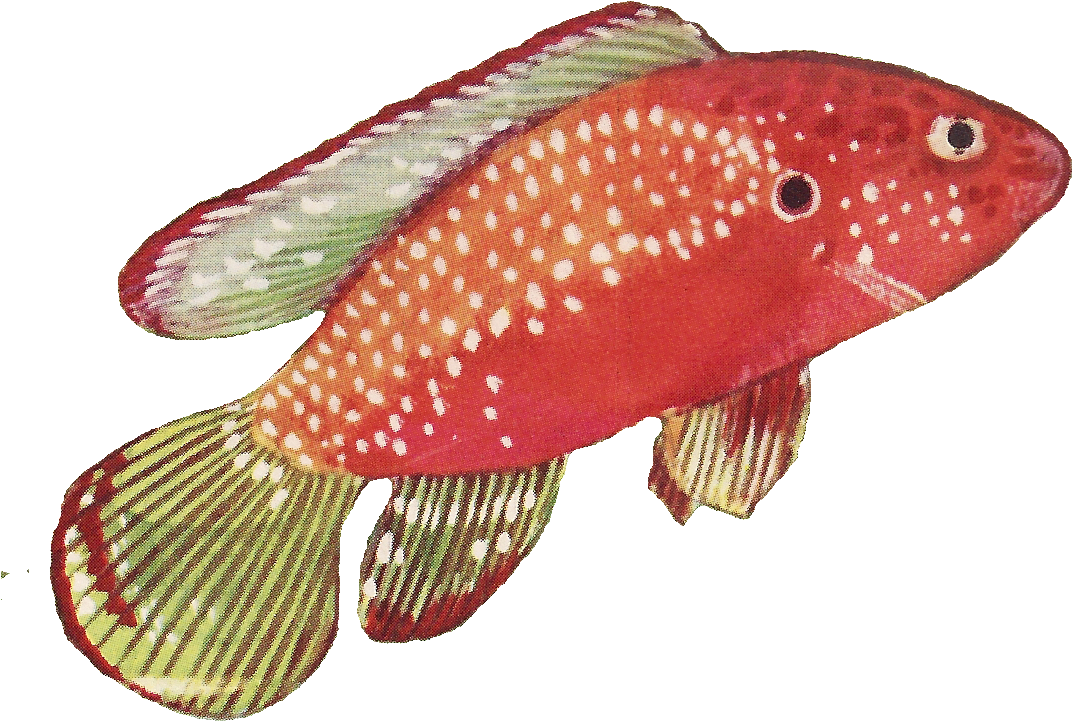 Leaping Frog Designs - Coral Reef Fish (1126x774), Png Download