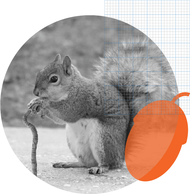 The History Of Squirrel - Old Squirrel (680x680), Png Download