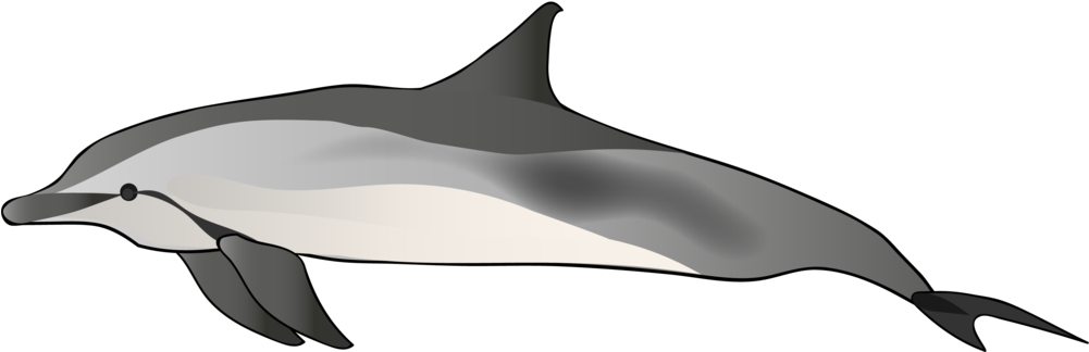 Spinner Dolphin (1000x474), Png Download