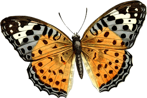 Butterfly - Vintage Butterfly Clip Art (500x335), Png Download