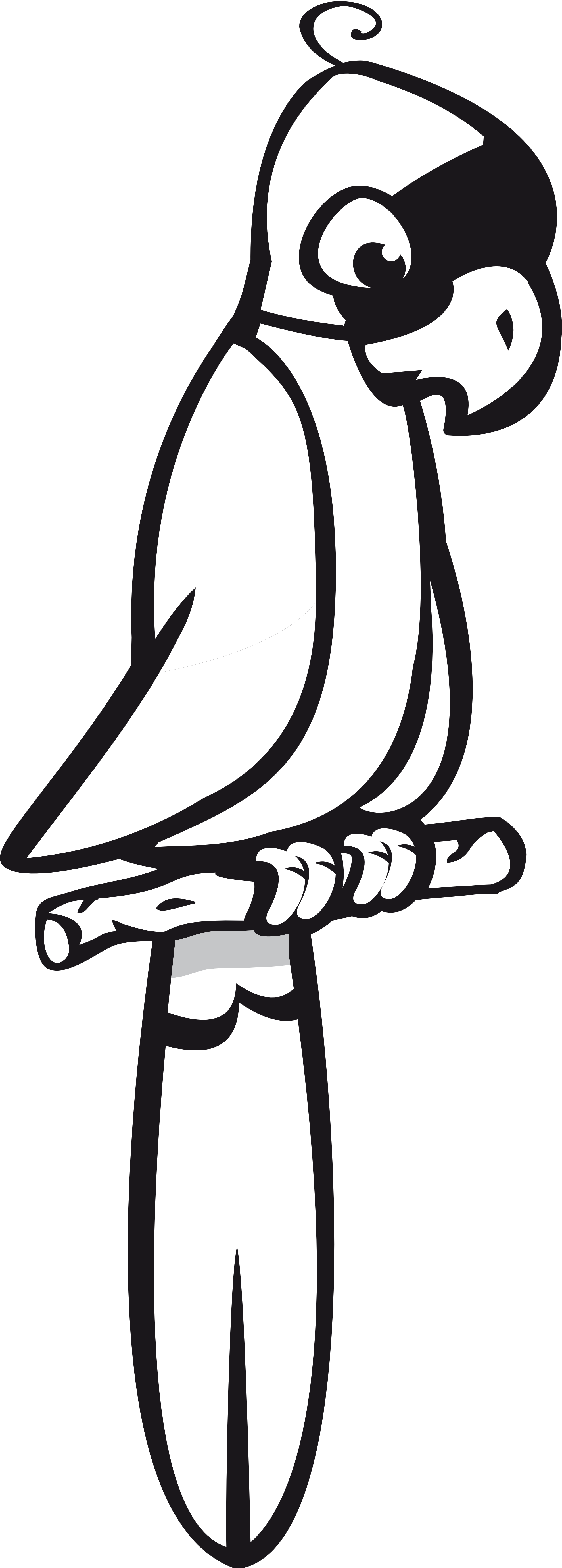 Parrot Clipart Black And White - Parrot Black And White Png (1979x5517), Png Download