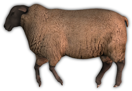 05 Feb 2009 - Brown Sheep Png (471x347), Png Download