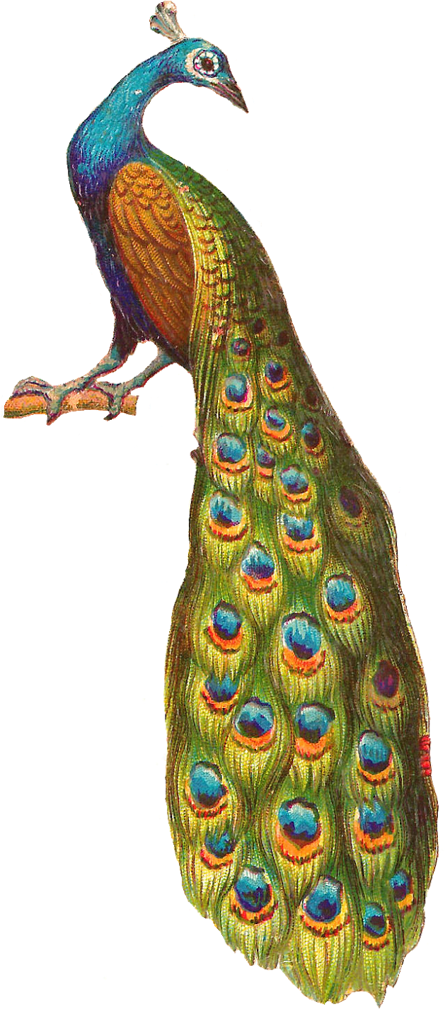 Krishna Flute With Peacock Feather Png Download - Vintage French Peacock And Square Sticker 3" X 3" (1067x1600), Png Download