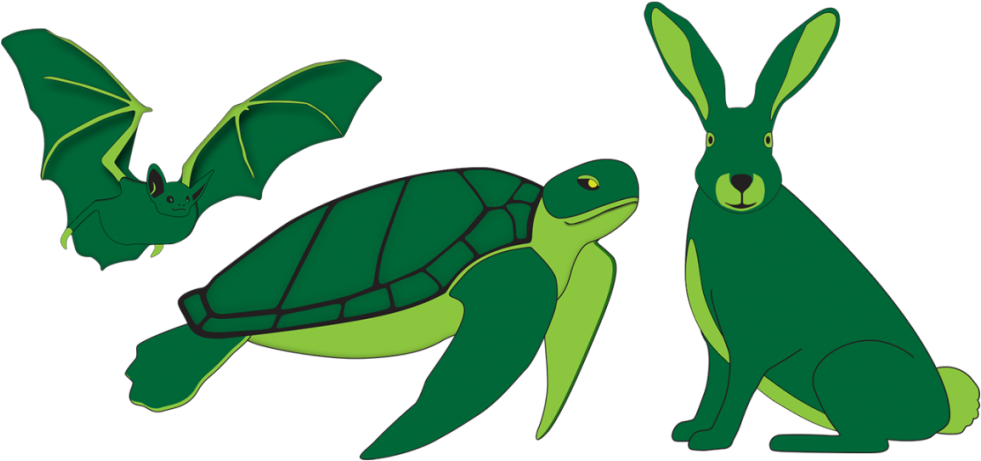 Specific To Mining Sites, Such As The Daubenton's Bat - Green Sea Turtle (1024x492), Png Download