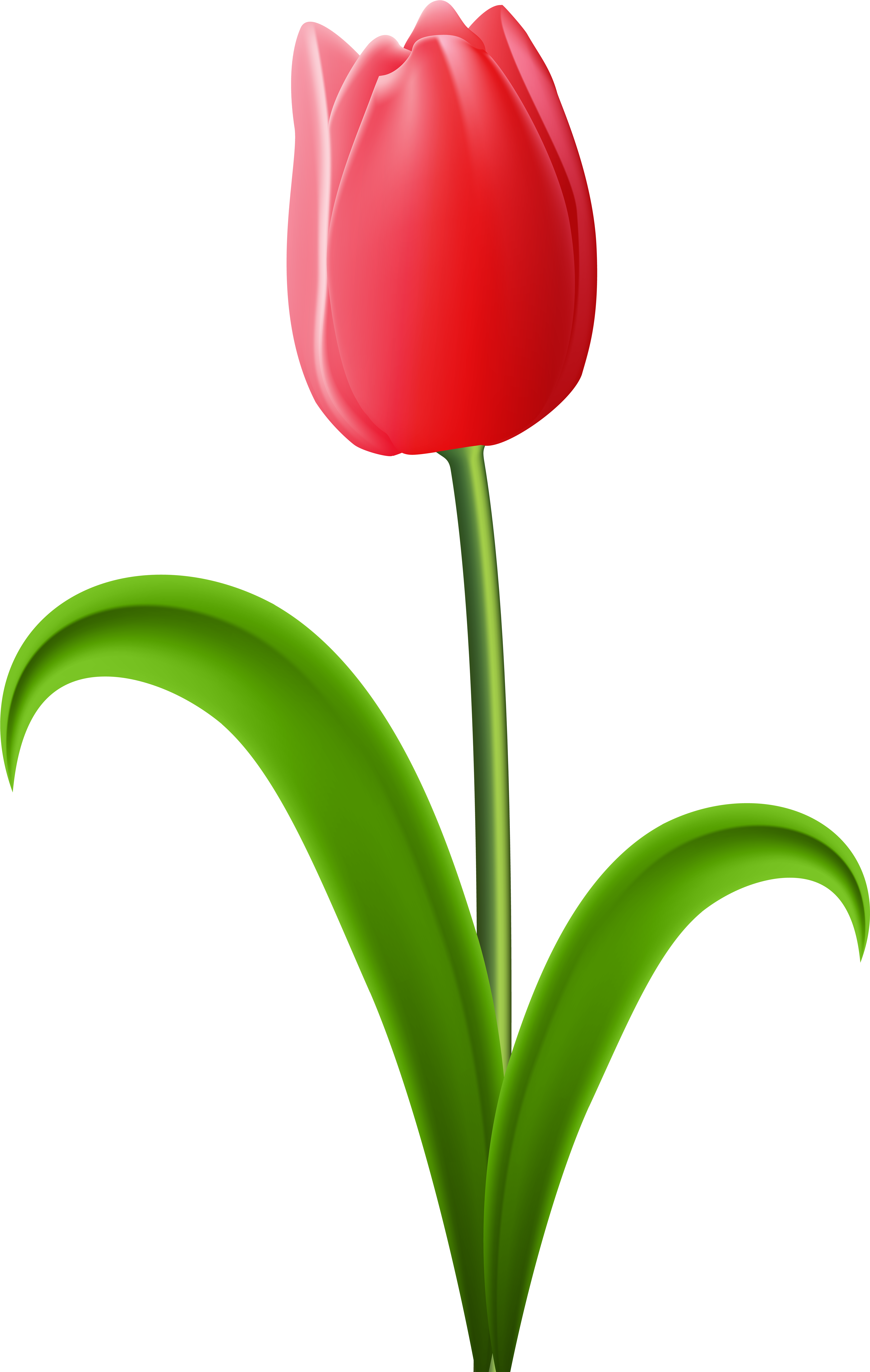 Red Transparent Png Clip Art Image Gallery - Red Tulip Clipart (5082x8000), Png Download